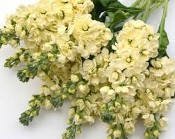 Light Yellow Matthiola Flower Seeds – Vibrant Colors Heirloom & NonGMO Seeds for Home Garden
 
 Sale