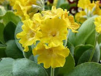 Aurikel Flower seeds for Planting - Vibrant Colors, Heirloom & GMO Free Seeds for Home Garden