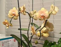 Cream Phalaenopsis Orchid Flower seeds for Planting - Long Bloom Season, Heirloom & GMO Free Seeds for Home Garden