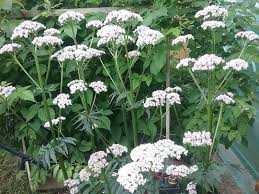 Eiche Flower seeds for Planting - Shade Tolerant, Heirloom & GMO Free Seeds for Home Garden