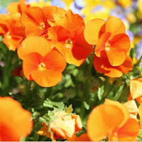 Orange Viola Sorbet Flower seeds for Planting - Fragrant Blossoms, Heirloom & GMO Free Seeds for Home Garden