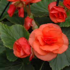 Orange Begonia Flower seeds for Planting - Hardy Variety, Heirloom & GMO Free Seeds for Home Garden
