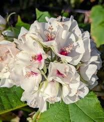 Dombeya Bourgassiae Flower seeds for Planting Long Bloom Season Heirloom & GMO Free Seeds for Home Garden