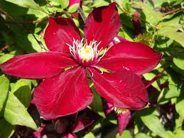 Clematis Red Purple Flower seeds for Planting - Cottage Garden Essential, Heirloom & GMO Free Seeds for Home Garden