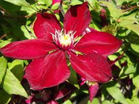 Clematis Red Purple Flower seeds for Planting - Cottage Garden Essential, Heirloom & GMO Free Seeds for Home Garden