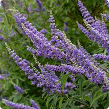 Purple Angus Castus Flower seeds for Planting - Seasonal Bloomer, Heirloom & GMO Free Seeds for Home Garden