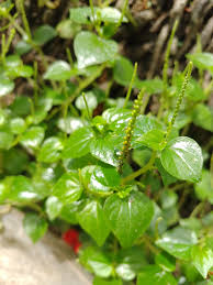 Heirloom Peperomia Pellucida Flower seeds for Planting Long Bloom Season Heirloom & GMO Free Seeds for Home Garden