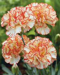 Dark Yellow Carnation Flower Seeds for Planting Shade Tolerant Heirloom & GMO Free Seeds for Home Garden
 
 Sale
