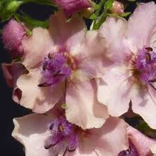 Antique Rose Verbascum Flower seeds for Planting - Cottage Garden Essential, Heirloom & GMO Free Seeds for Home Garden
 
 Sale