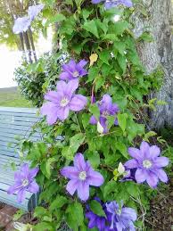 Clematis Blue Flower seeds for Planting - Colorful Display, Heirloom & GMO Free Seeds for Home Garden