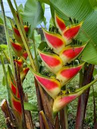 Heliconia Wagneriana Flower seeds for Planting - Cut Flower Favorite, Heirloom & GMO Free Seeds for Home Garden