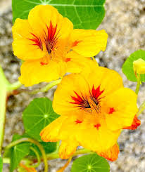 Yellow Nasturtium Flower Seeds Planting
