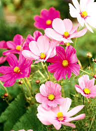 Crazy Mix Cosmos Flower seeds for Planting - Perfect for Borders, Heirloom & GMO Free Seeds for Home Garden