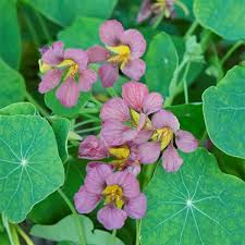 Pink Tropaeolum Majus Flower seeds for Planting Fragrant Blossoms Heirloom & GMO Free Seeds for Home Garden