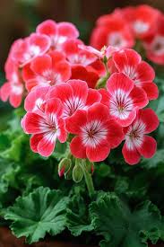 Planting Geranium Seeds in Maroon Red & White for a Lively Garden