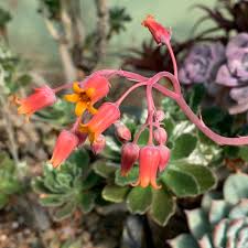 Echeveria Flowering Flower seeds for Planting - Vibrant Colors, Heirloom & GMO Free Seeds for Home Garden