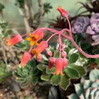 Echeveria Flowering Flower seeds for Planting - Vibrant Colors, Heirloom & GMO Free Seeds for Home Garden