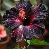 Marron Hibiscus Flower seeds for Planting Long Bloom Season Heirloom & GMO Free Seeds for Home Garden