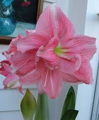 Pink White Amaryllis Flower Seeds for Planting Low Maintenance Heirloom & GMO Free Seeds for Home Garden
 
 Sale