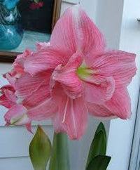 Pink White Amaryllis Flower Seeds for Planting Low Maintenance Heirloom & GMO Free Seeds for Home Garden
 
 Sale