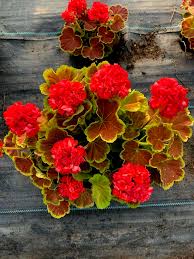 Geranio de Hojas Flower seeds for Planting - Perfect for Borders, Heirloom & GMO Free Seeds for Home Garden