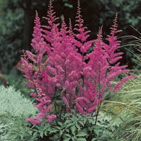 Purple Astilbe Perennial Flower Seeds for Planting Pollinator Friendly Heirloom & GMO Free Seeds for Home Garden
 
 Sale