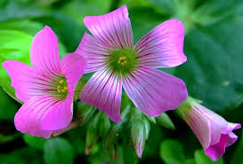 Green Purple Oxalis Corymbosa Flower seeds for Planting - Wildflower Mix, Heirloom & GMO Free Seeds for Home Garden