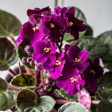 Red Saintpaulia Flower seeds for Planting Shade Tolerant Heirloom & GMO Free Seeds for Home Garden 
 
 Sale