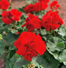 Pelargonium × hortorum Flower seeds for Planting - Pollinator Friendly, Heirloom & GMO Free Seeds for Home Garden
