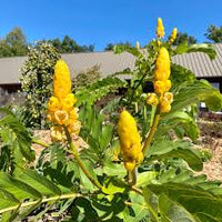Yellow Candlestick Flower Seeds Planting