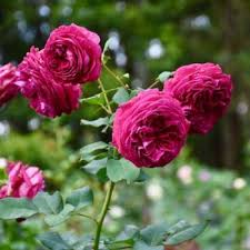 Dark Pink Double Petal English Rose Flower Seeds for Planting Shade Tolerant Heirloom & GMO Free Seeds for Home Garden
 
 Sale