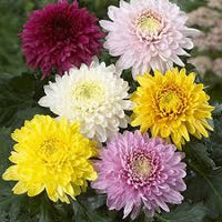 Chrysanthemum Flower seeds for Planting - Pollinator Friendly, Heirloom & GMO Free Seeds for Home Garden
