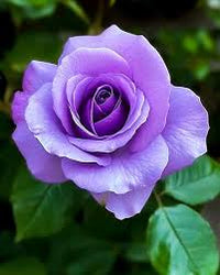 Lavender Rose Flower seeds for Planting Shade Tolerant Heirloom & GMO Free Seeds for Home Garden