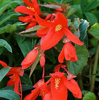 Buy Begonia Boliviensis Seeds for Planting  Vibrant Biennials for All Seasons