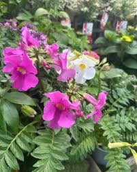 Pink Incarvillea Flower seeds for Planting - Low Maintenance, Heirloom & GMO Free Seeds for Home Garden