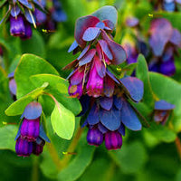 Blue Cerinthe Flower Seeds for Planting – Heirloom, Non-GMO, Compact Growth Garden Seeds