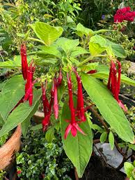 Bolivian Fuchsia Flower seeds for Planting - Hardy Variety, Heirloom & GMO Free Seeds for Home Garden