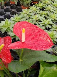 Aglaonema Flower seeds for Planting Wildflower Mix Heirloom & GMO Free Seeds for Home Garden