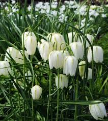 White Fritillaria Flower Seeds for Planting Vibrant Colors Heirloom & GMO Free Seeds for Home Garden
Sale