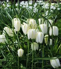 White Fritillaria Flower Seeds for Planting Vibrant Colors Heirloom & GMO Free Seeds for Home Garden
 
 Sale