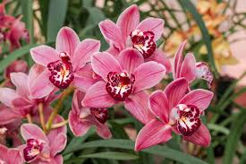 Cymbidium Orchid Flower seeds for Planting - Long Bloom Season, Heirloom & GMO Free Seeds for Home Garden