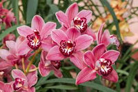 Cymbidium Orchid Flower seeds for Planting - Long Bloom Season, Heirloom & GMO Free Seeds for Home Garden