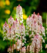 Pink White Tiarella Flower seeds for Planting - Long Bloom Season, Heirloom & GMO Free Seeds for Home Garden