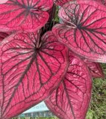 Pink Thailand Caladium Flower Seeds for Planting Compact Growth Heirloom & GMO Free Seeds for Home Garden
 
 Sale