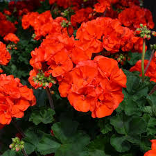 Orange Climbing Geranium Seeds for Planting, Heirloom Non-GMO Flowers for Home Garden