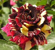 Red Yellow MultiColor Rose for Planting NonGMO Heirloom Garden Seeds Hardy Variety 
 
 Sale