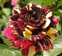 Red Yellow MultiColor Rose for Planting NonGMO Heirloom Garden Seeds Hardy Variety 
 
 Sale