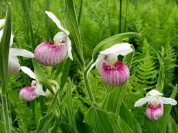 Lady's Slipper Flower seeds for Planting - Compact Growth, Heirloom & GMO Free Seeds for Home Garden