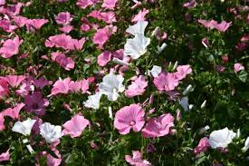 Mixed Rose Mallow Flower seeds for Planting - Colorful Display, Heirloom & GMO Free Seeds for Home Garden