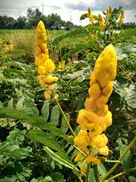 Yellow Candlestick Flower Seeds Planting